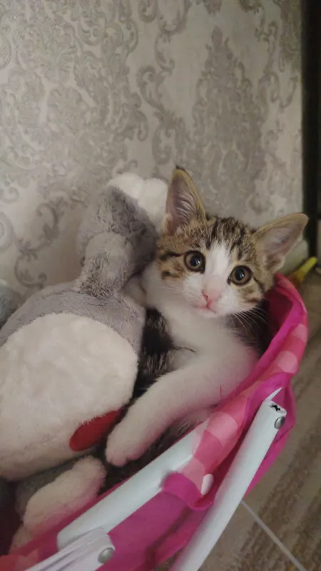 Котёнок очень чистоплотный и умный, ходит в лоток 2