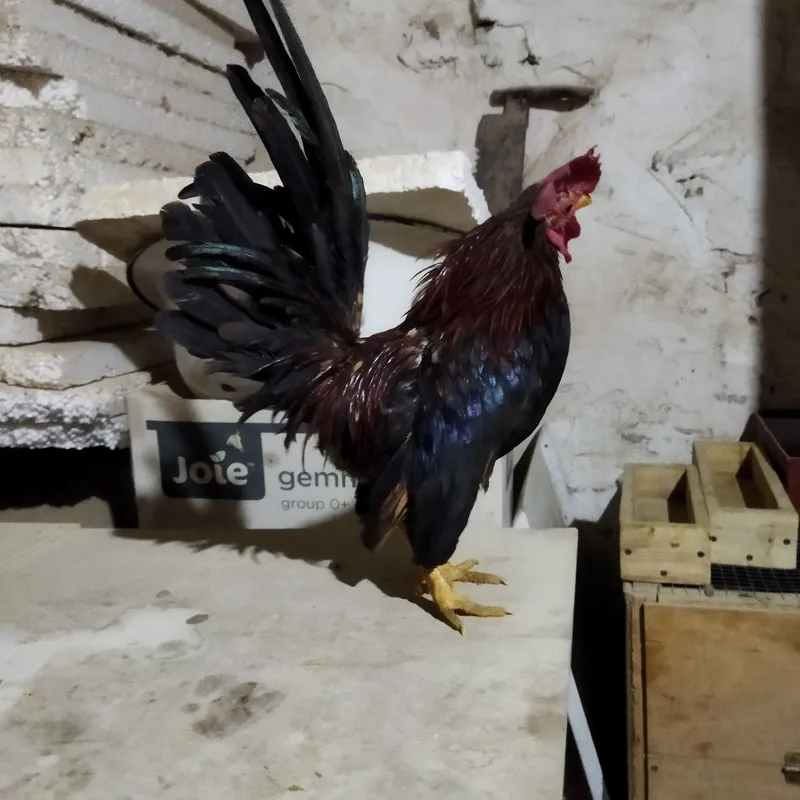 Serama joja xorozimiza soglom narsa ishlashi yaxshi — фото 1