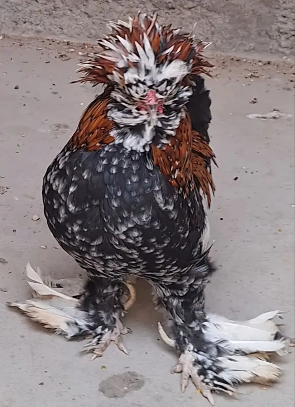 Продам петуха корейской породы. Тройка.