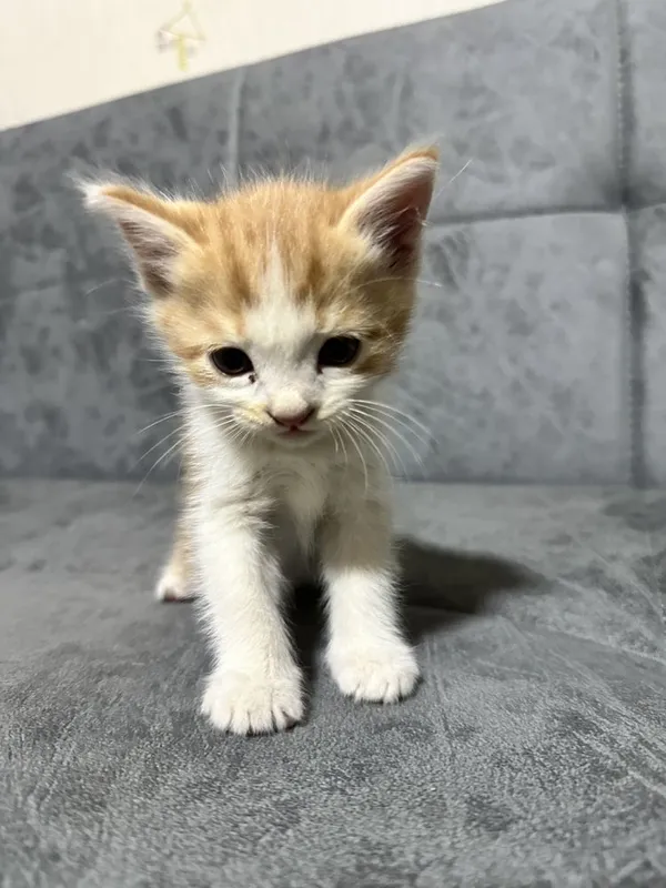 котята 1,5 месяца скоттиш страйт домашние уже кушают сами 1 котята 1,5 месяца скоттиш страйт домашние уже кушают сами 1