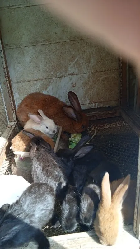 Продаются крольчата — фото 1