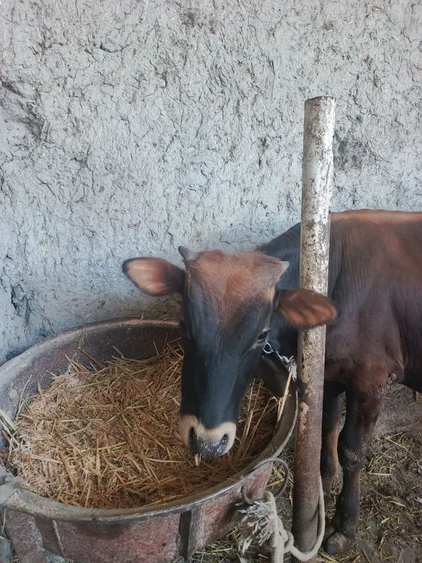 Buqacha sotiladi 2 Buqacha sotiladi 2
