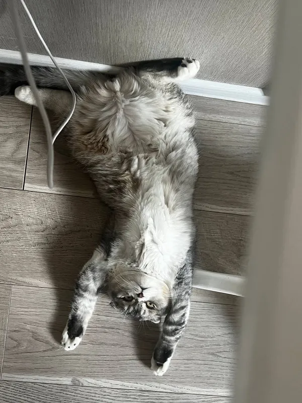 Scottish fold mushuk faqat AYOLLARGA! 3 Scottish fold mushuk faqat AYOLLARGA! 3