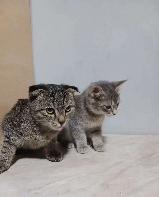 Срочно продаются котята 1 Срочно продаются котята 1