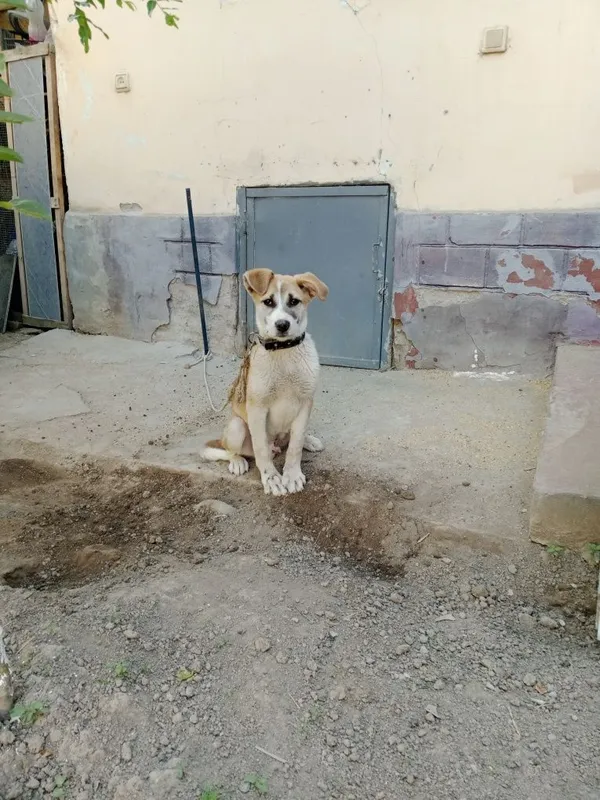 Собака щенок Ит боласи
