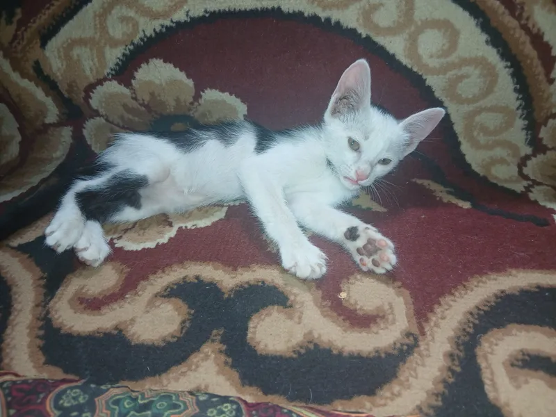 Котёнок отдается в дар. 1 Котёнок отдается в дар. 1