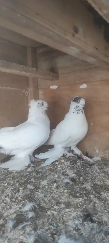 Продаются голуби 2 Продаются голуби 2