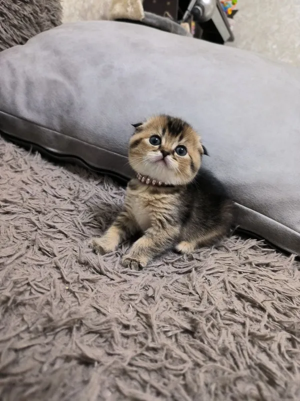 Ajoyib yirik Scottish Fold mushukchalari: oltin va kumush chinchilla 4