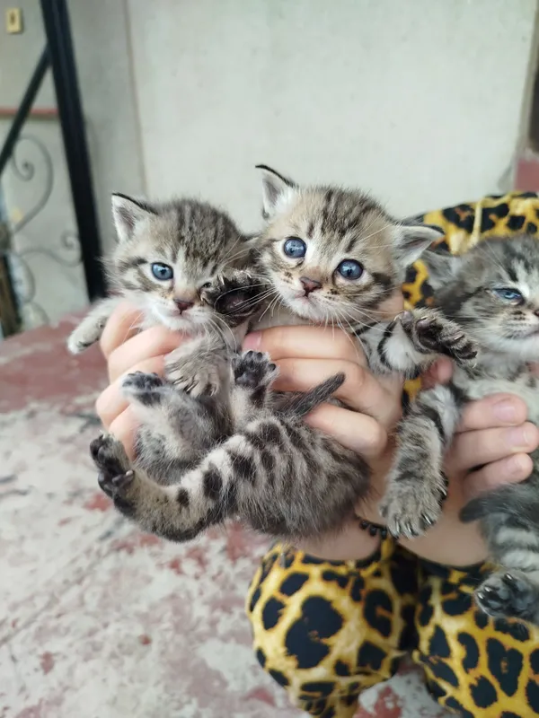 катята скотиш фолд — фото 1