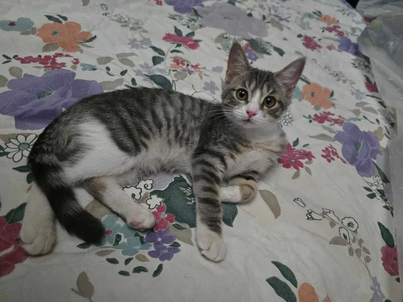 Котёнок, девочка 4 месяца, в добрые руки 2 Котёнок, девочка 4 месяца, в добрые руки 2