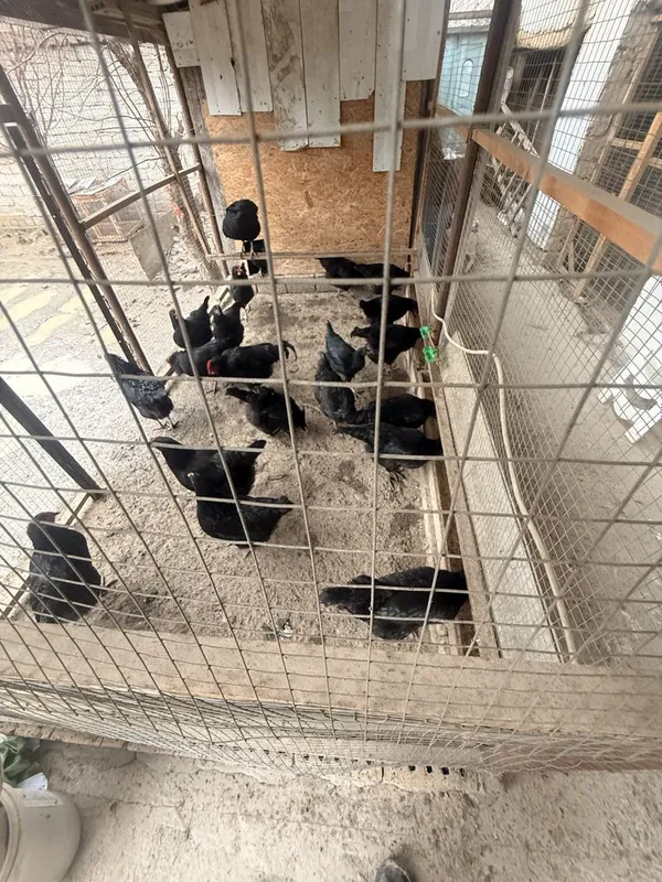 Qara shaxzoda tuxumlari sotiladi bostirishga oldindan tel yegib berila — фото 5