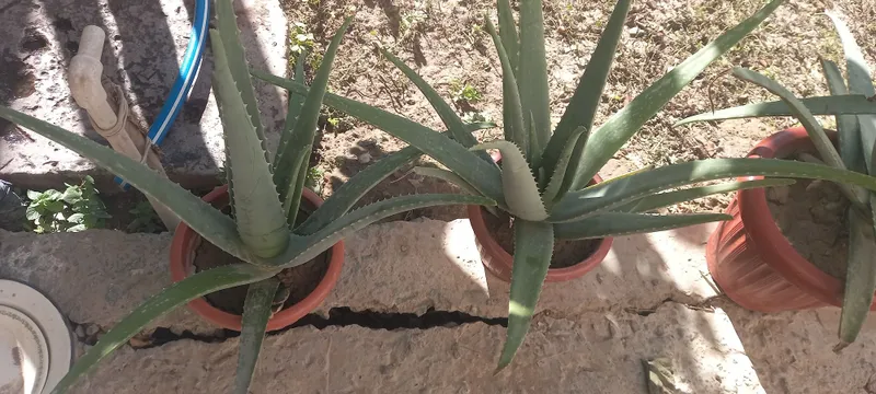 Aloe gullari chip chiroyli 5