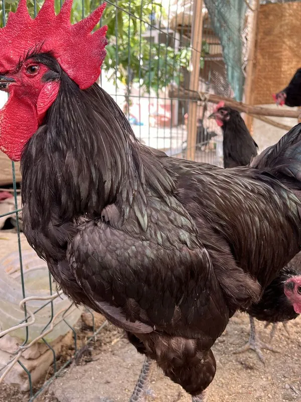 Gigant Qora Shagʻzoda Tovuq Xorozlari Hammasi bir joyda sotiladi 4 Gigant Qora Shagʻzoda Tovuq Xorozlari Hammasi bir joyda sotiladi 4