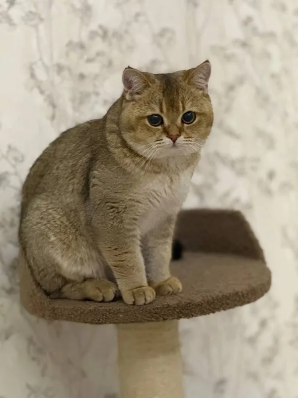 Скотч фолд оригинал мушук зотли — фото 6