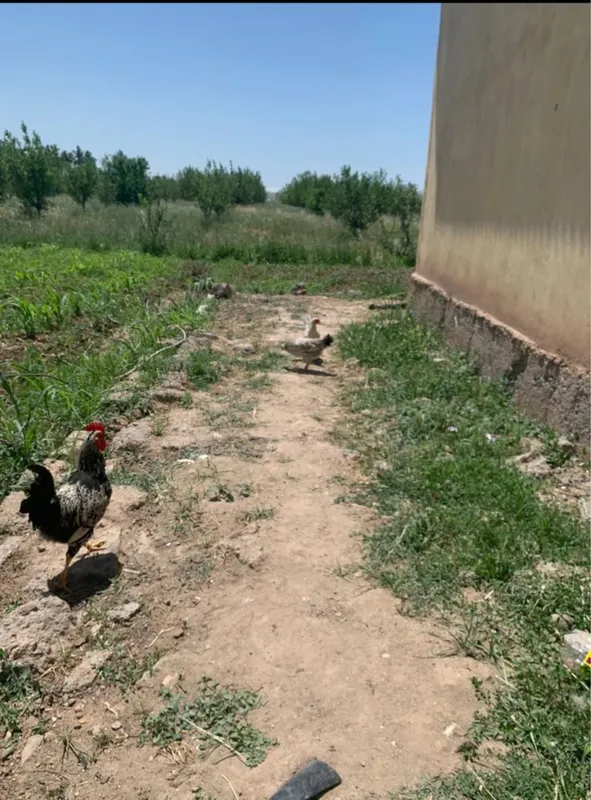 18gektar bog doimiy foydalanish uchun 1 18gektar bog doimiy foydalanish uchun 1