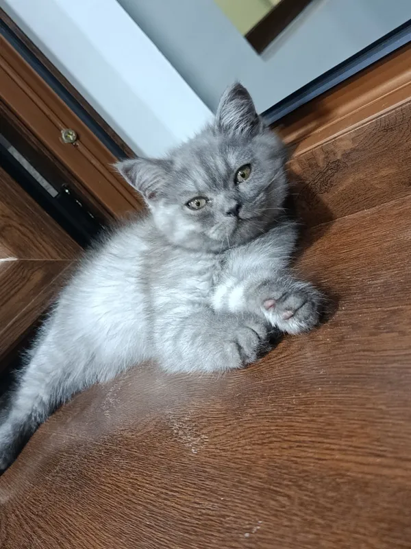 Кошка скотч фолд болалари