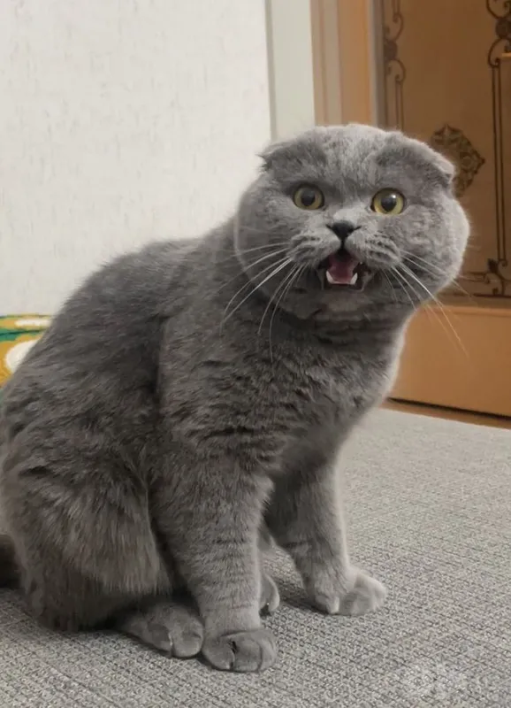 Мальчик Scottish Fold 4 Мальчик Scottish Fold 4