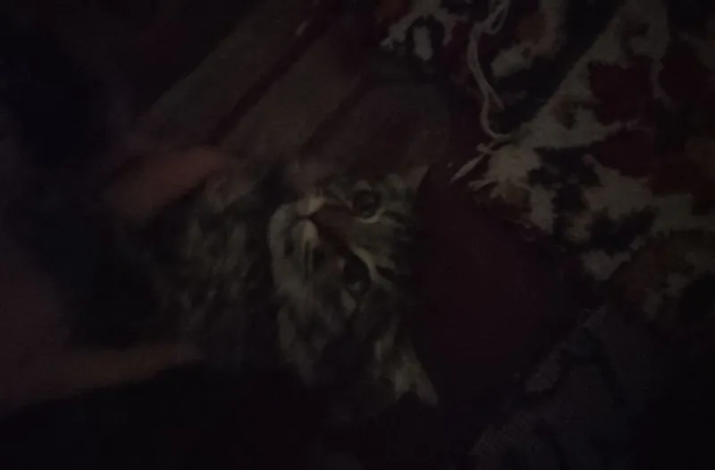 Продаётся сибирская кошка 3
