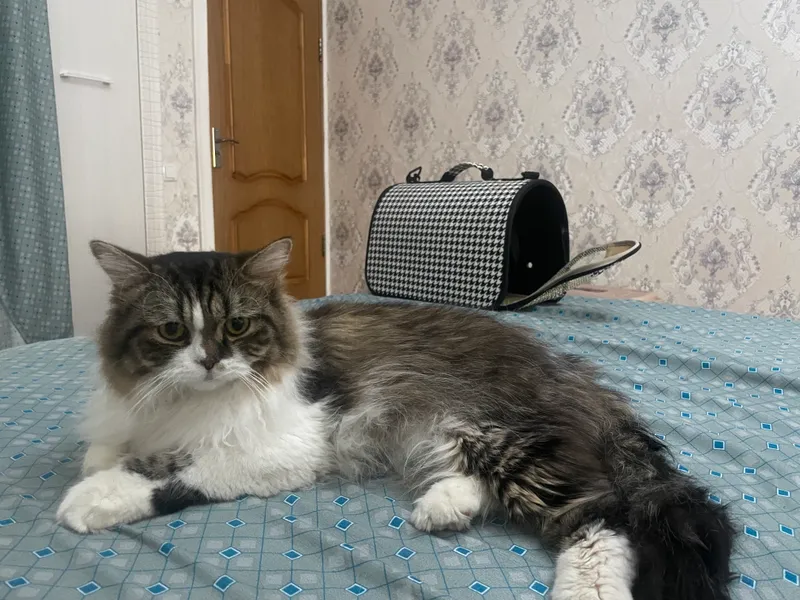 Вязка персидский британец