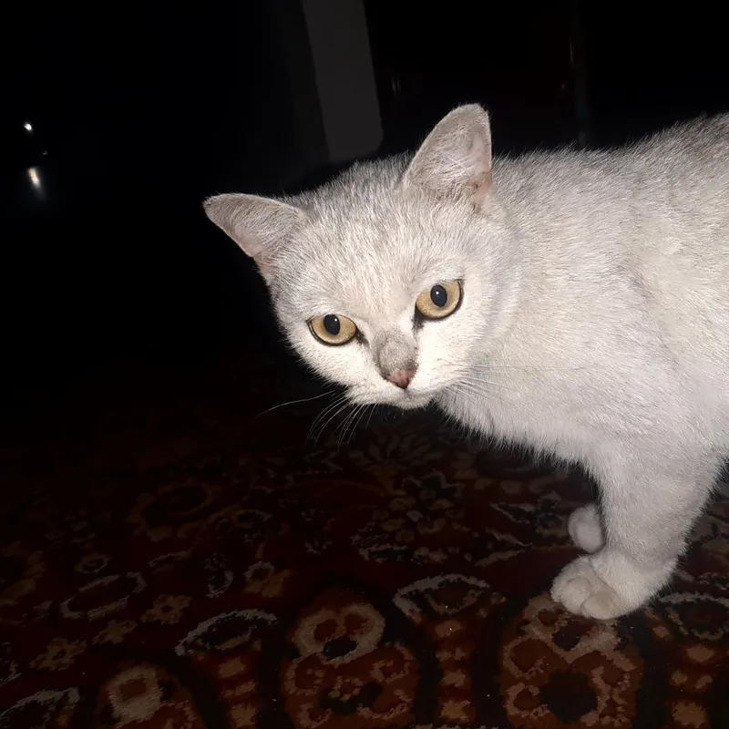 Qoqon shahar margilaon darvozas