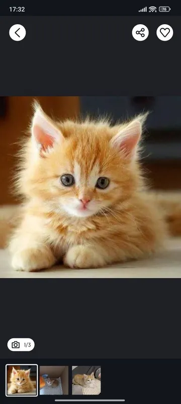 Котята рыжие 2 и 3 месяца 1 Котята рыжие 2 и 3 месяца 1