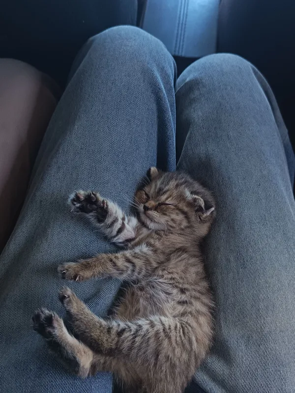 котенке 1 месяц, породистая