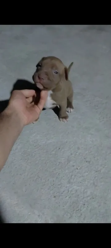 питбуль продаётся — фото 1