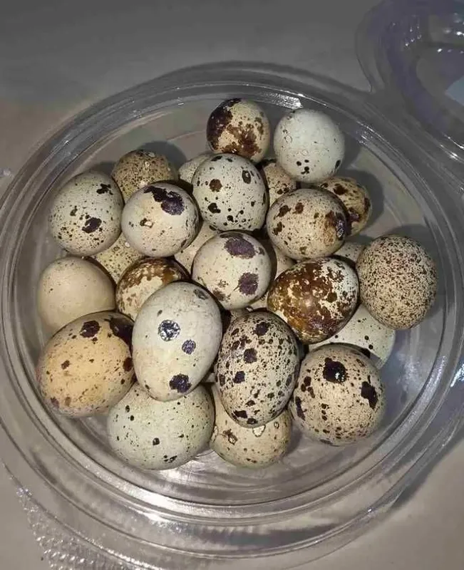 Bedana tuxumlari sotiladi.