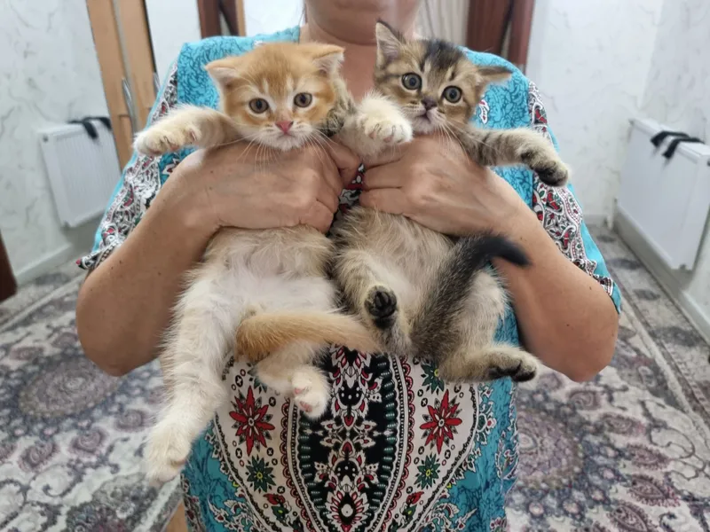 Котята скоттиш фолд и страйт золотые шиншилла 7