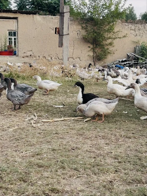 50 tadan ko’p olganga kelishtirib beriladi 4