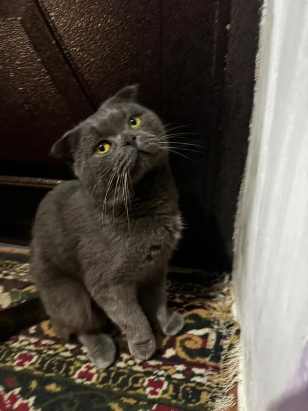 Sotiladi Skoch strayt erkak