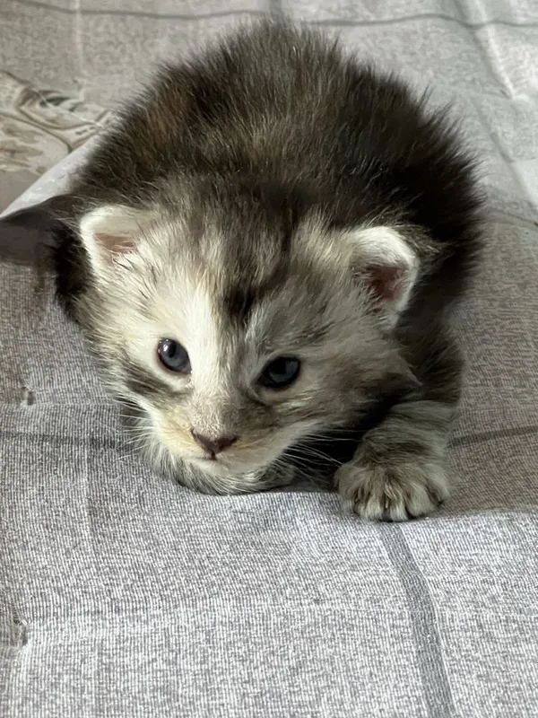 Мейн кун котята Maine coon 2 Мейн кун котята Maine coon 2