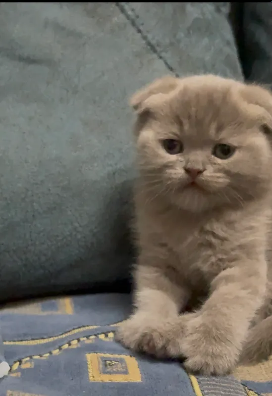 Скоттиш фолд мальчик 1.5 мес 3