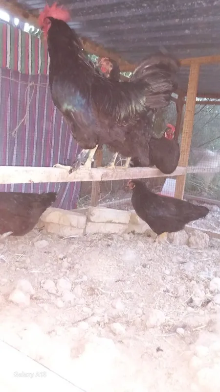 Andijon qora tovuqlari tuxum zakaz olamiz 4