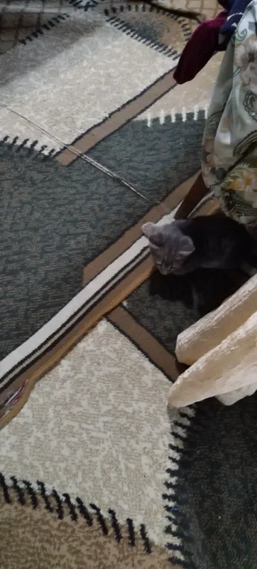 банки 40 шт по 4000 сум и кошка 100 тыс — фото 1