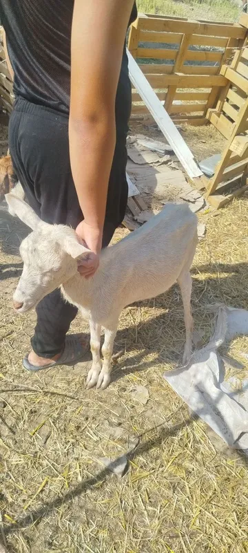 Sot yoʻnalishdagi toza echkilar 4 Sot yoʻnalishdagi toza echkilar 4