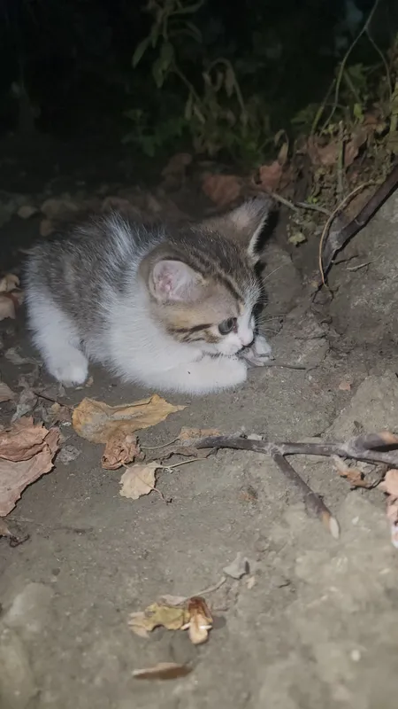 Котята 2 Котята 2