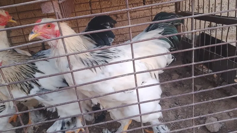 Broller xorozlar