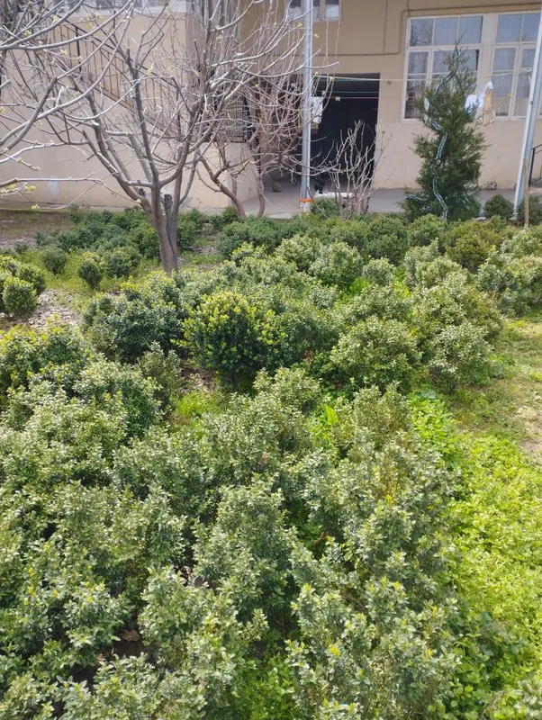 Shamshodlar sotiladi. 2