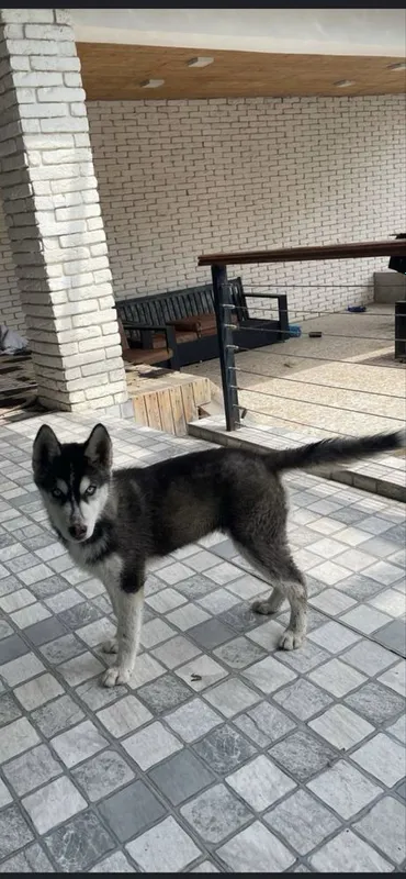 haski sotiladi toza zotli 6oylik pasporti bor erkak 4 haski sotiladi toza zotli 6oylik pasporti bor erkak 4