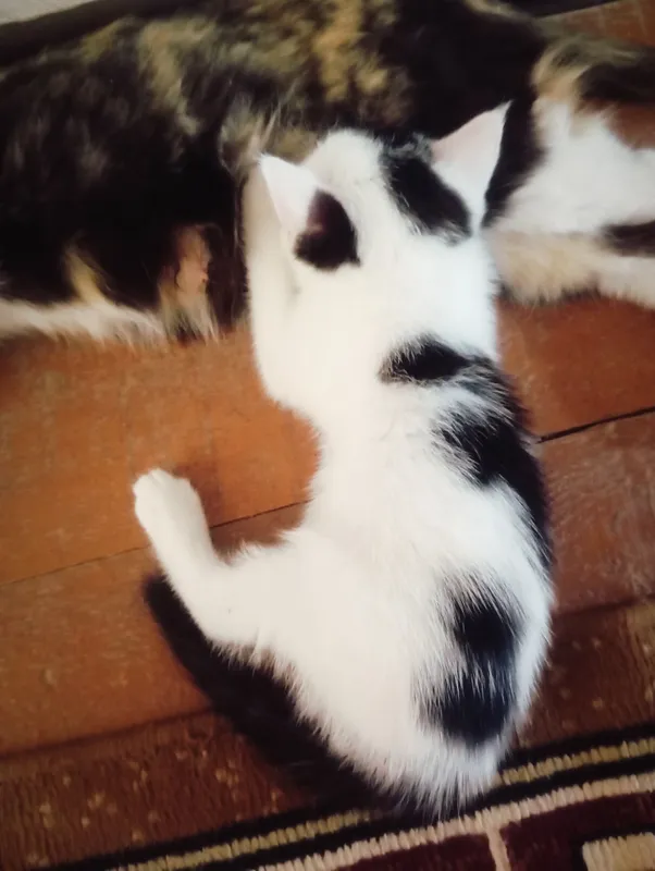 Котёнок 2 Котёнок 2