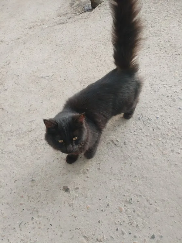 Aralash zotdor (gibrid) oʼgʼil bola mushugimiz Hadyaga beriladi. — фото 2