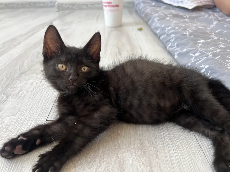 Отдам котенка в добрые руки! 2