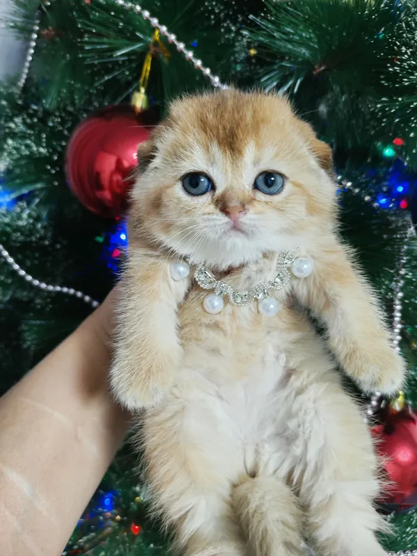 котята на продажу — фото 2