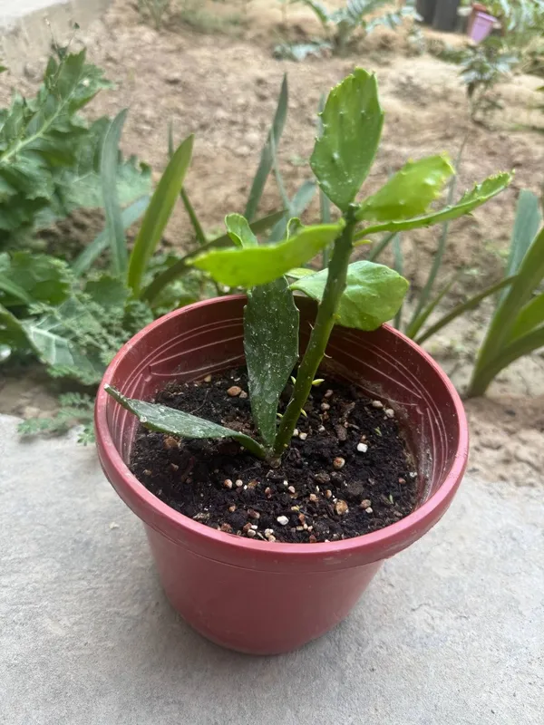 Nopalea cochenillifera (shuning xatoki, Opuntia cochenillifera deb ham