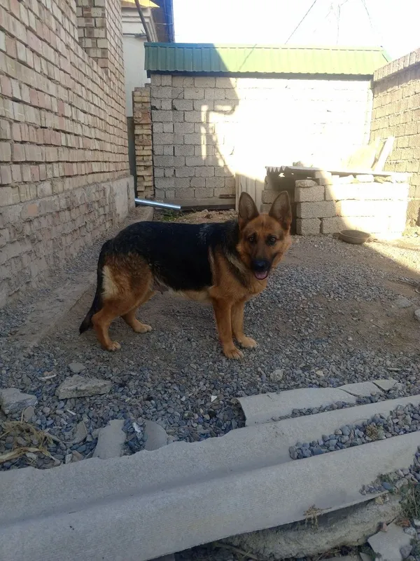 В хорошие руки продается 3 В хорошие руки продается 3