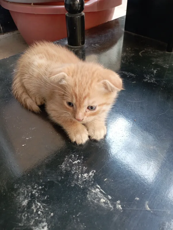Котёнок продаётся 1