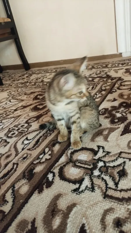 Damashni mushuklar 3