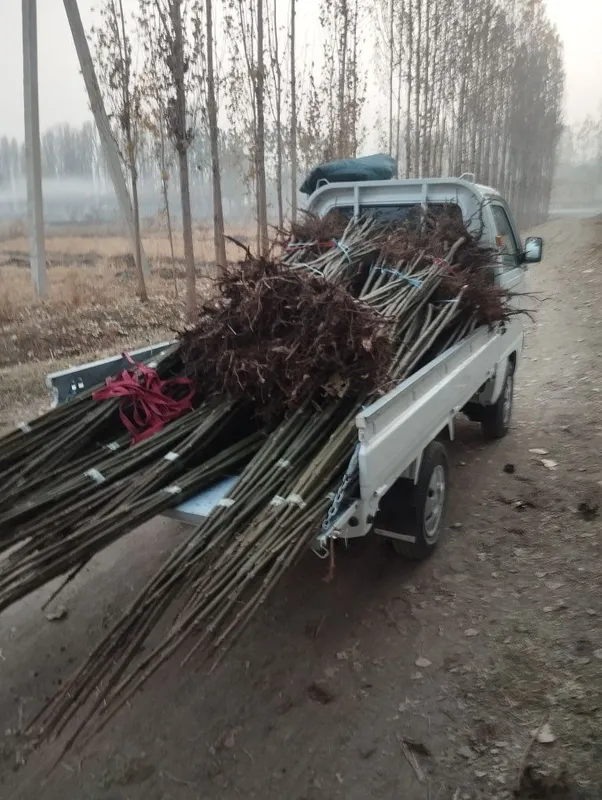 Павлония илдиз каламчалари тайёр.арзони бизда — фото 1