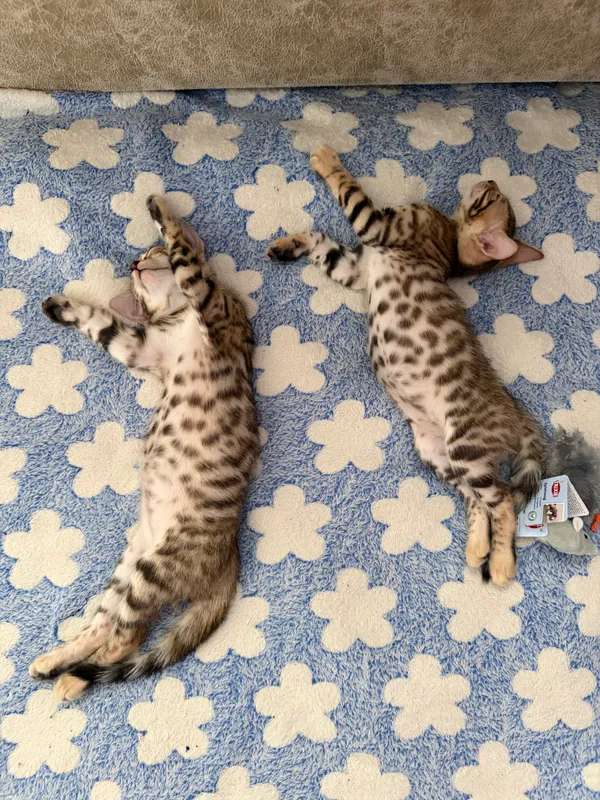 Бенгальский котенок 4